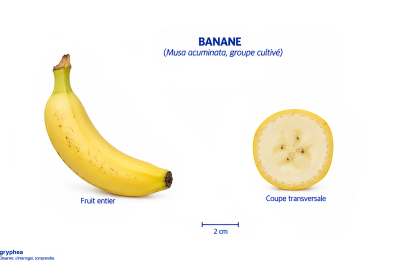 Fruit du Bananier (banane)